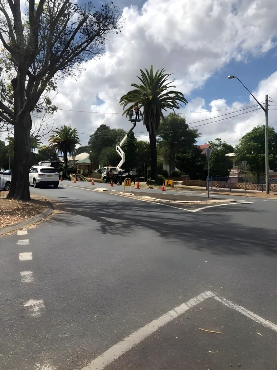 A Palm Tree is Being Cut Down by a Crane on the Side of the Road — Steve Cubis Tree Services In Alstonville, NSW