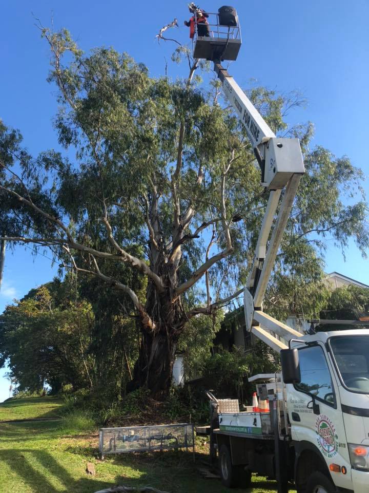 Tree Pruning high branches in Lismore, NSW