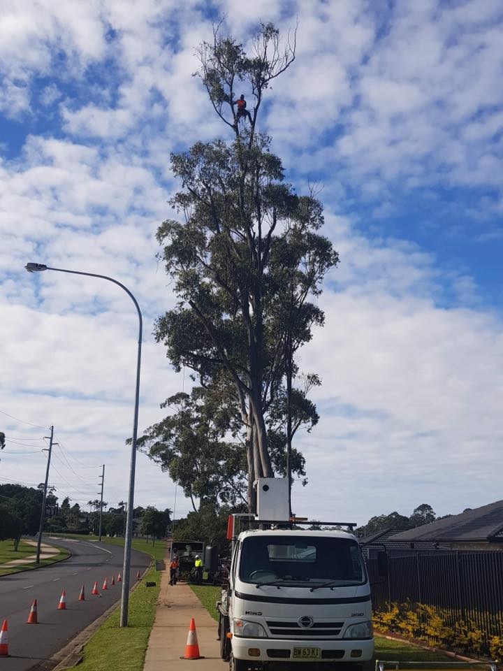 A White Truck is Parked on the Side of the Road Next to a Tree — Steve Cubis Tree Services In Balina, NSW