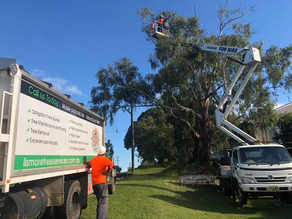 Tree Pruning on Work — Arborists in Lismore, NSW