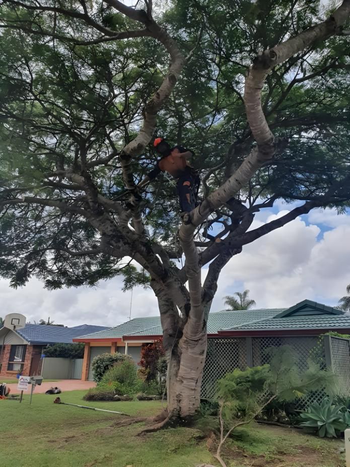 A Man is Climbing a Tree in Front of a House — Steve Cubis Tree Services In Bangalow, NSW