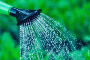 Arborist Alstonville Services — Tree Services in Lismore, NSW