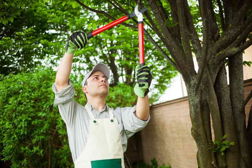 Professional Gardener Pruning A Tree - Tree Services