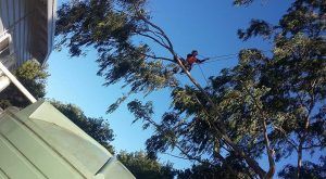 Tree Services Northern Rivers — Tree Services in Lismore, NSW