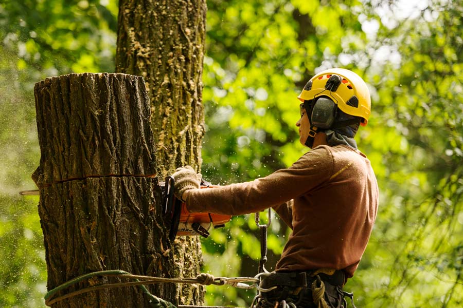 Arborist Cutting Down A Big Tree  in Lismore