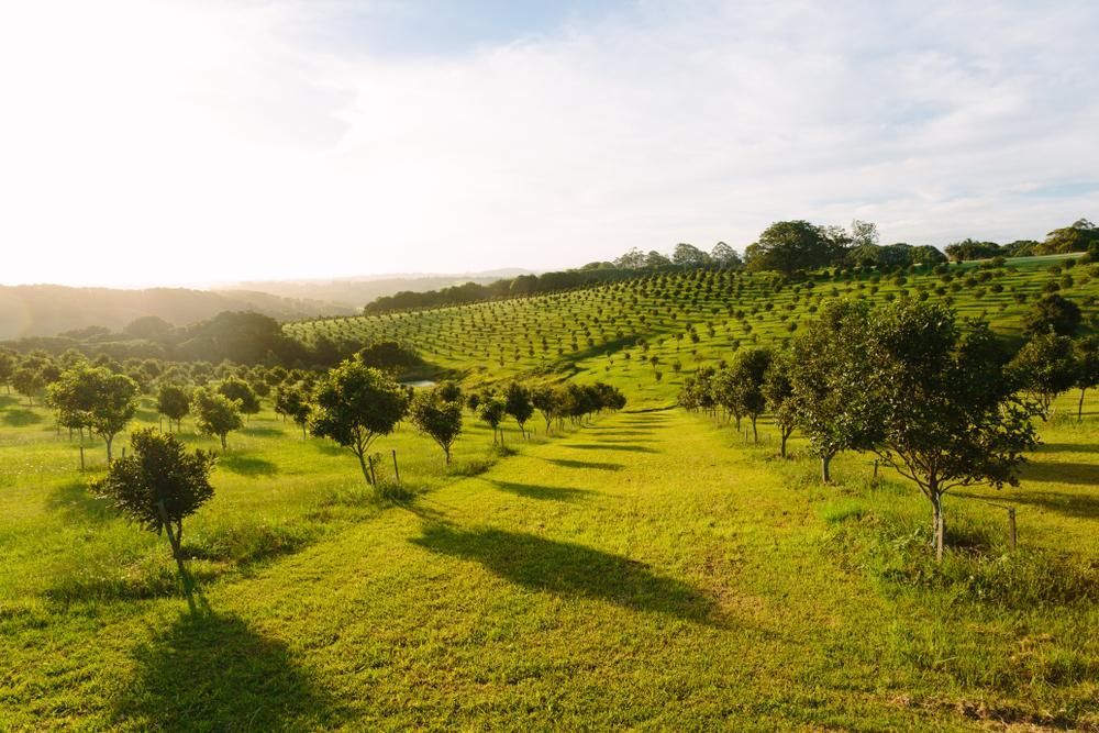 An Aerial View of a Lush Green Field Filled With Trees — Steve Cubis Tree Services In Bangalow, NSW
