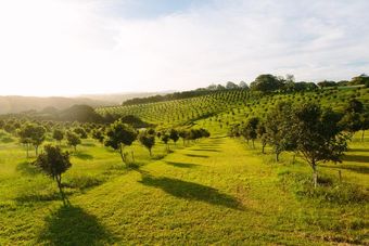An Aerial View of a Lush Green Field Filled With Trees — Steve Cubis Tree Services In Bangalow, NSW