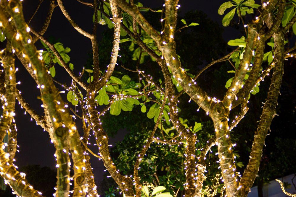 Fairy Lights Decorated On Trees