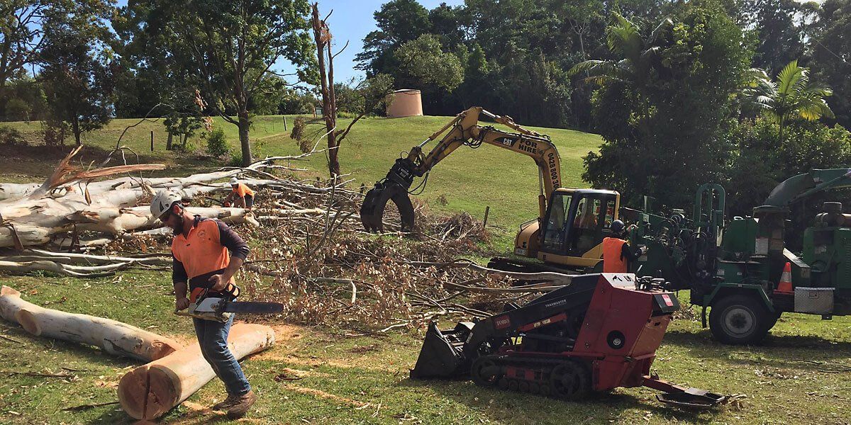 Lismore Tree Removal — Arborist in Lismore, NSW