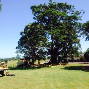 Tree Services Casino — Tree Services in Lismore, NSW