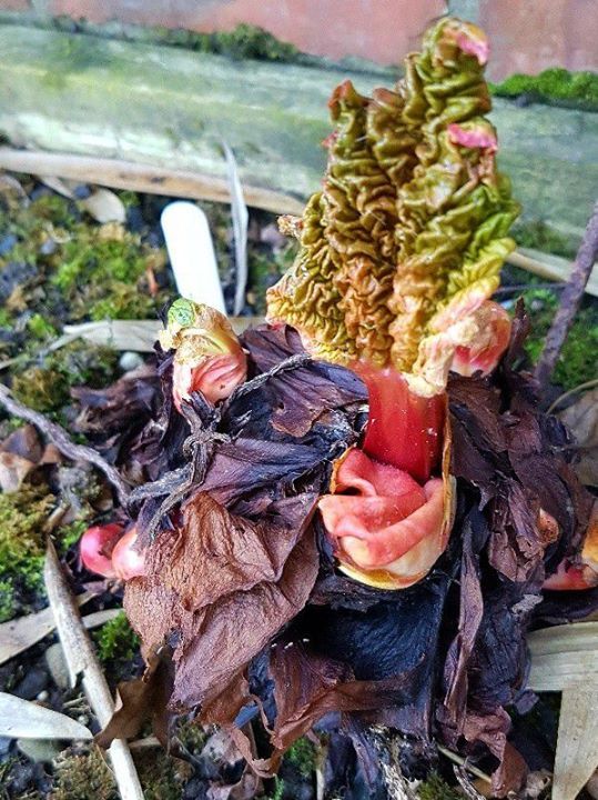 Bespoke Plant Supports Limited