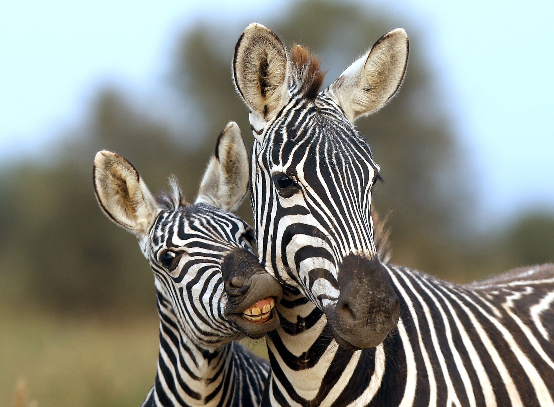 Two zebras, one adult and one juvenile, nuzzle and face the camera. The adult's stripes are bold, while the young zebra grins.