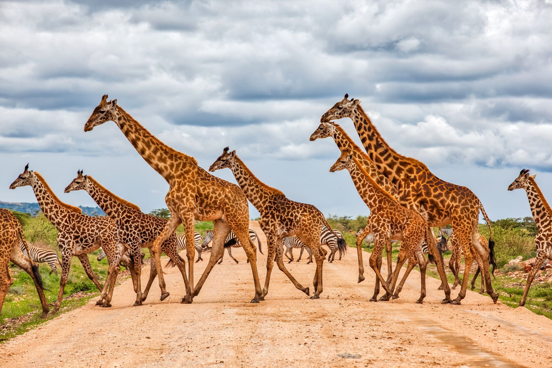 Herd of giraffes crossing a dirt road, with spotted brown coats against a cloudy sky.