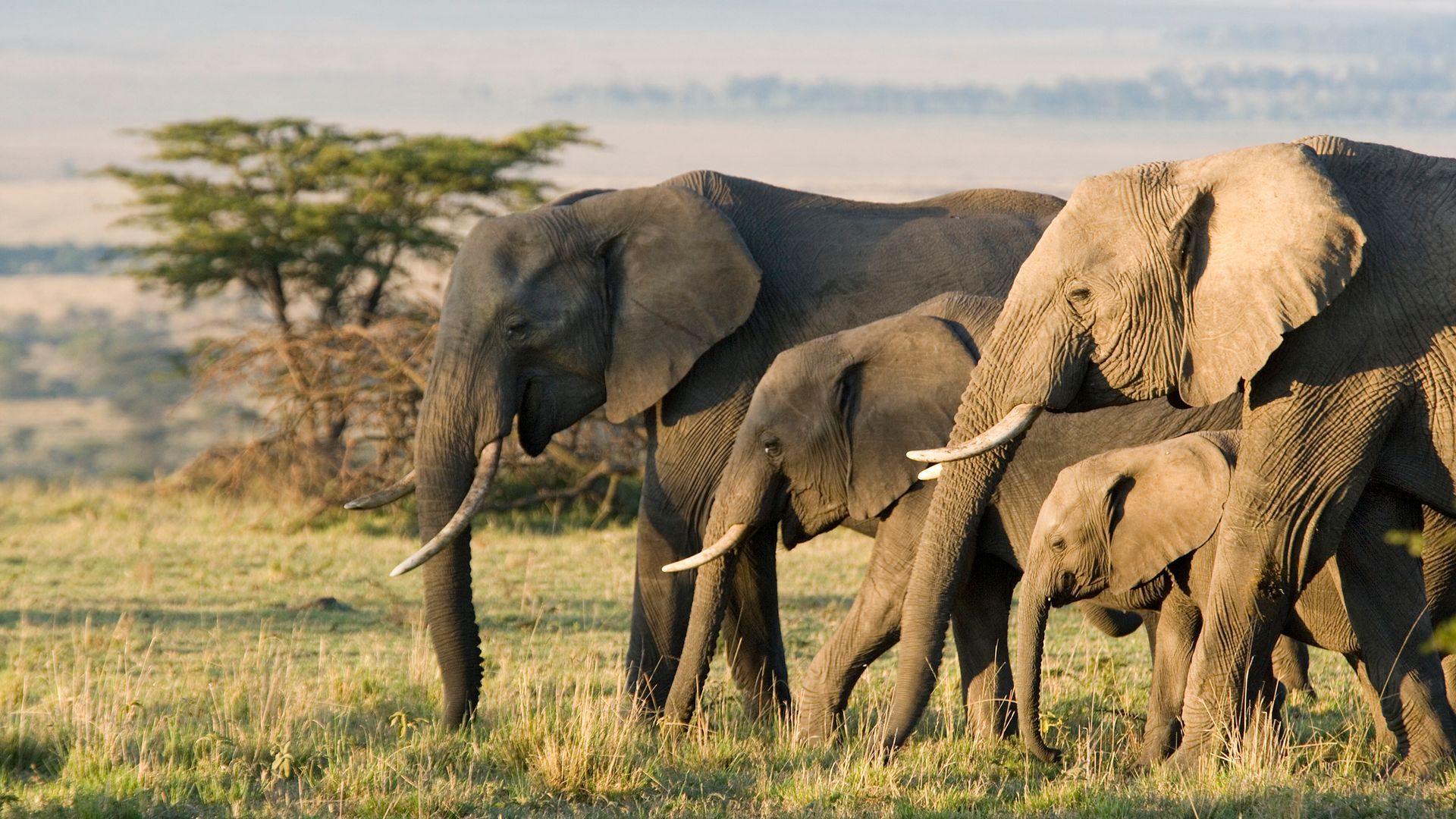 Family of elephants grazing on savanna grass.