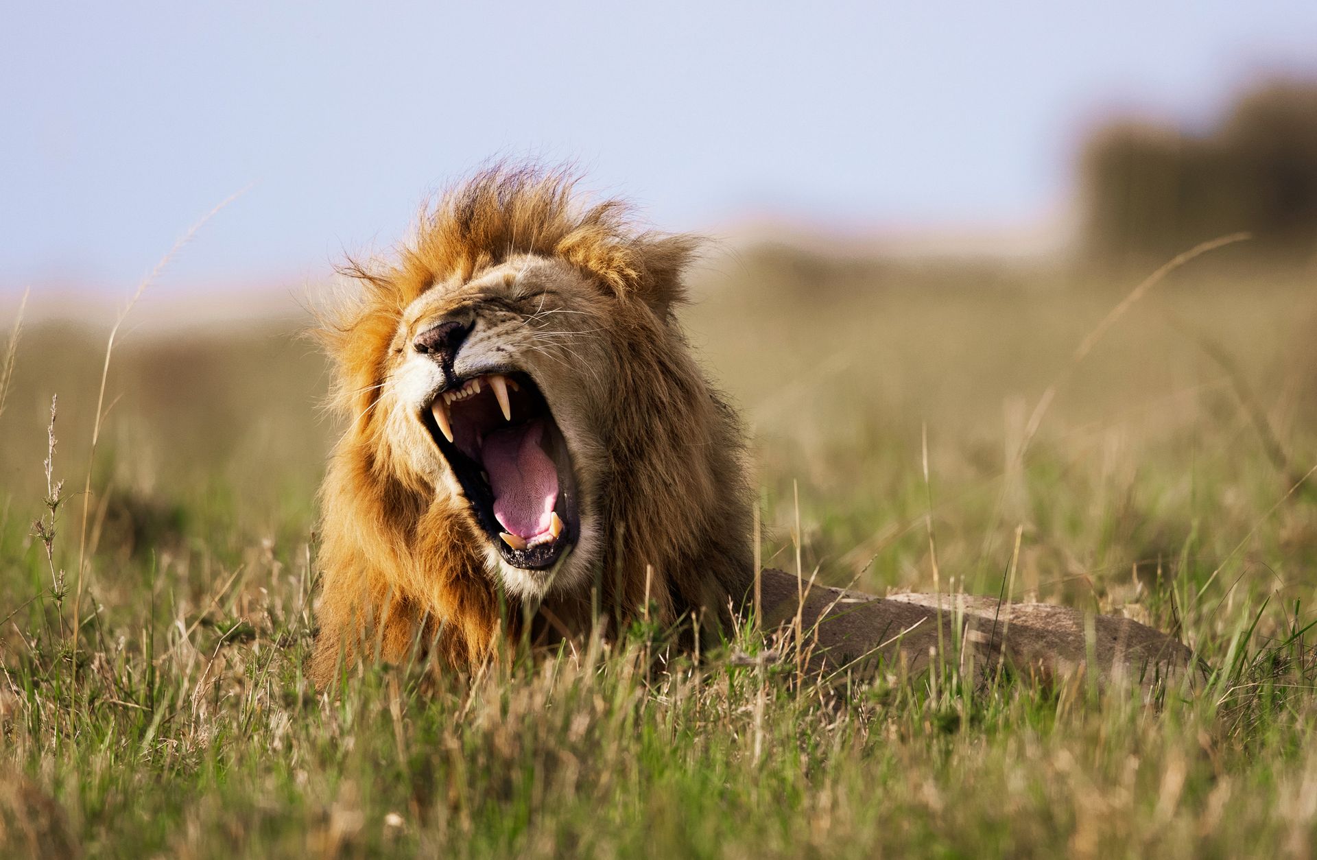 Lion yawning in grassy field.