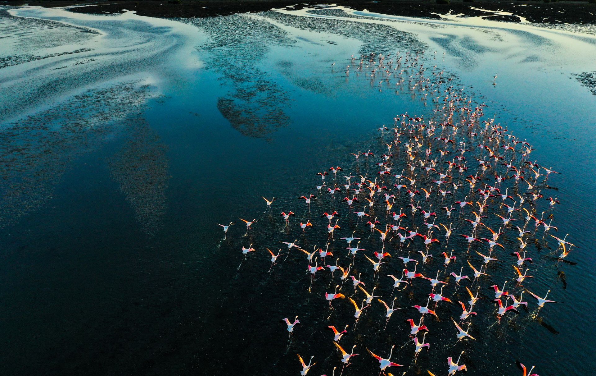 Flamingos Flying By The Blue Lake - Arlington, TX - Easy Tour Safari
