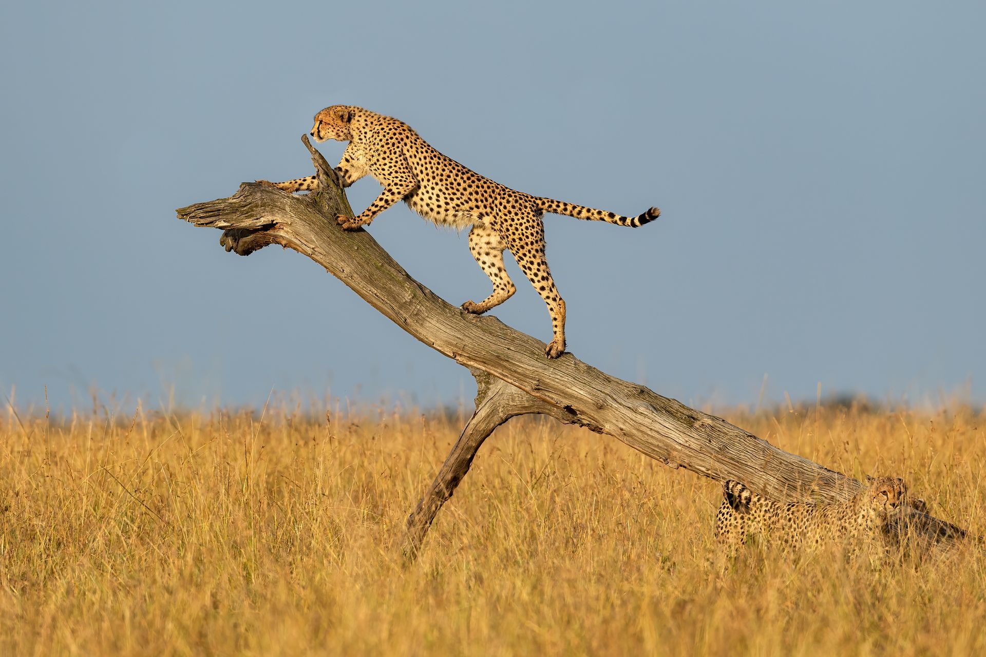 Cheetah perched on a weathered log in a grassy savanna, looking alert.