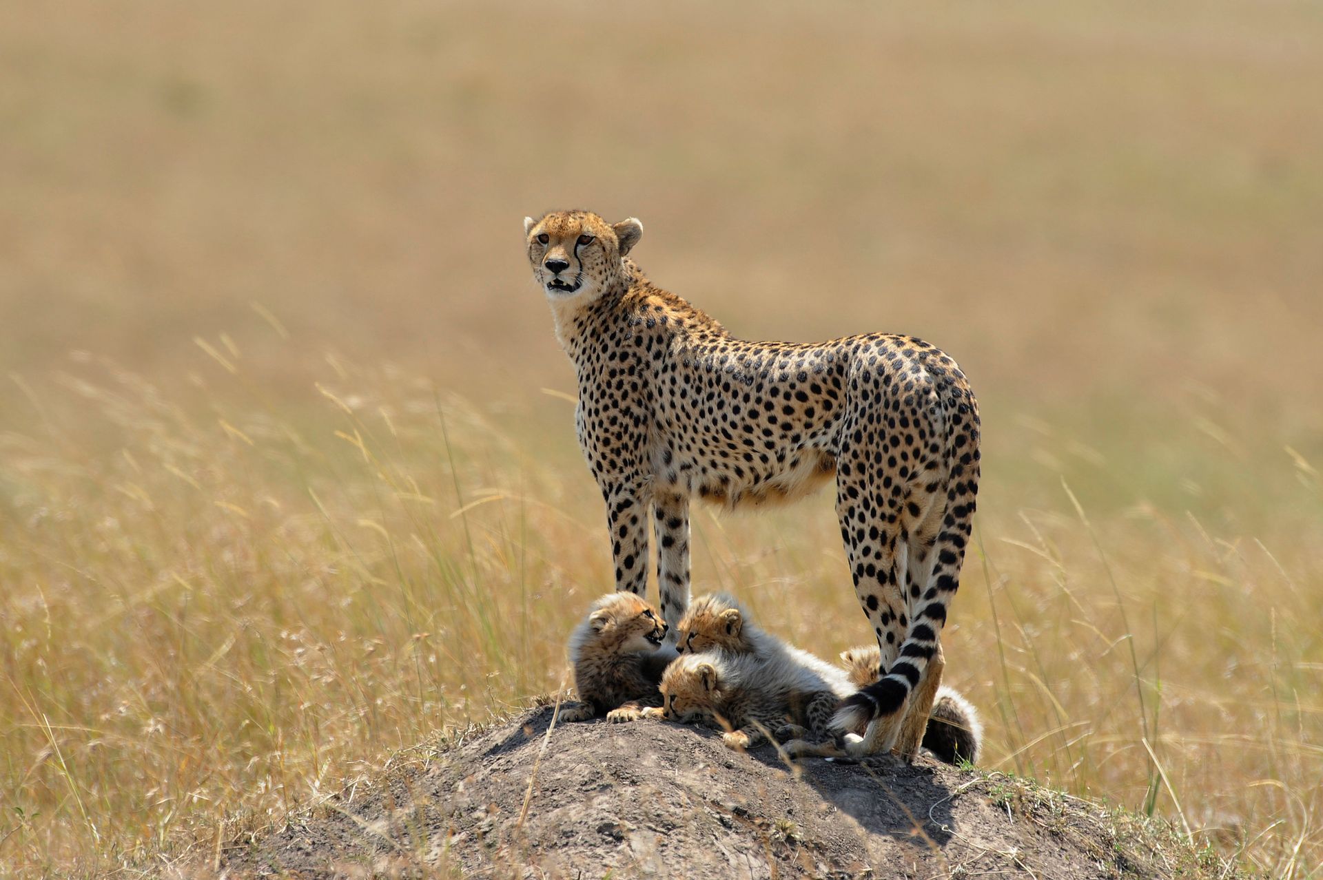 Cheetah standing on a mound, watching over three cubs. They are in a grassy, savanna-like setting.