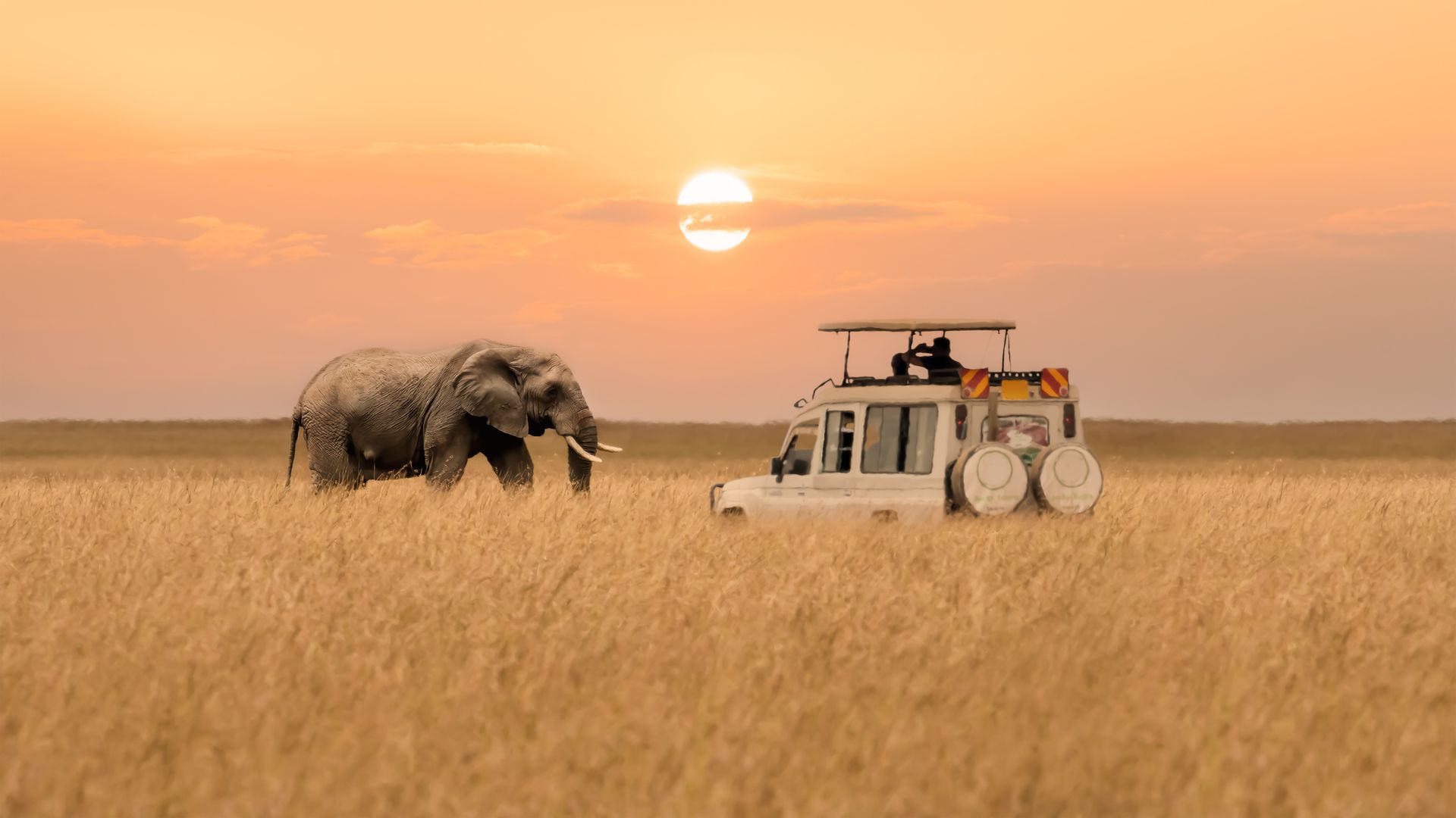 An elephant walks through tall grass, facing a safari jeep at sunset.