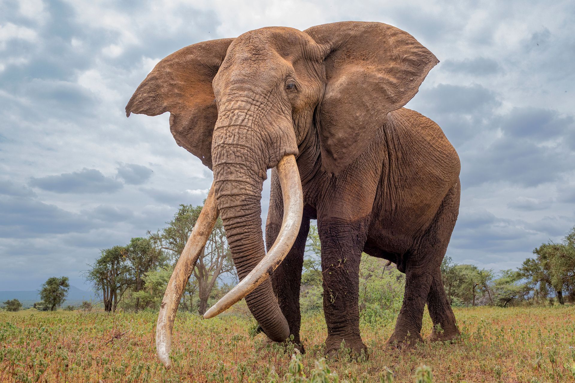 Elephant with large tusks standing in a grassy field, cloudy sky in the background.