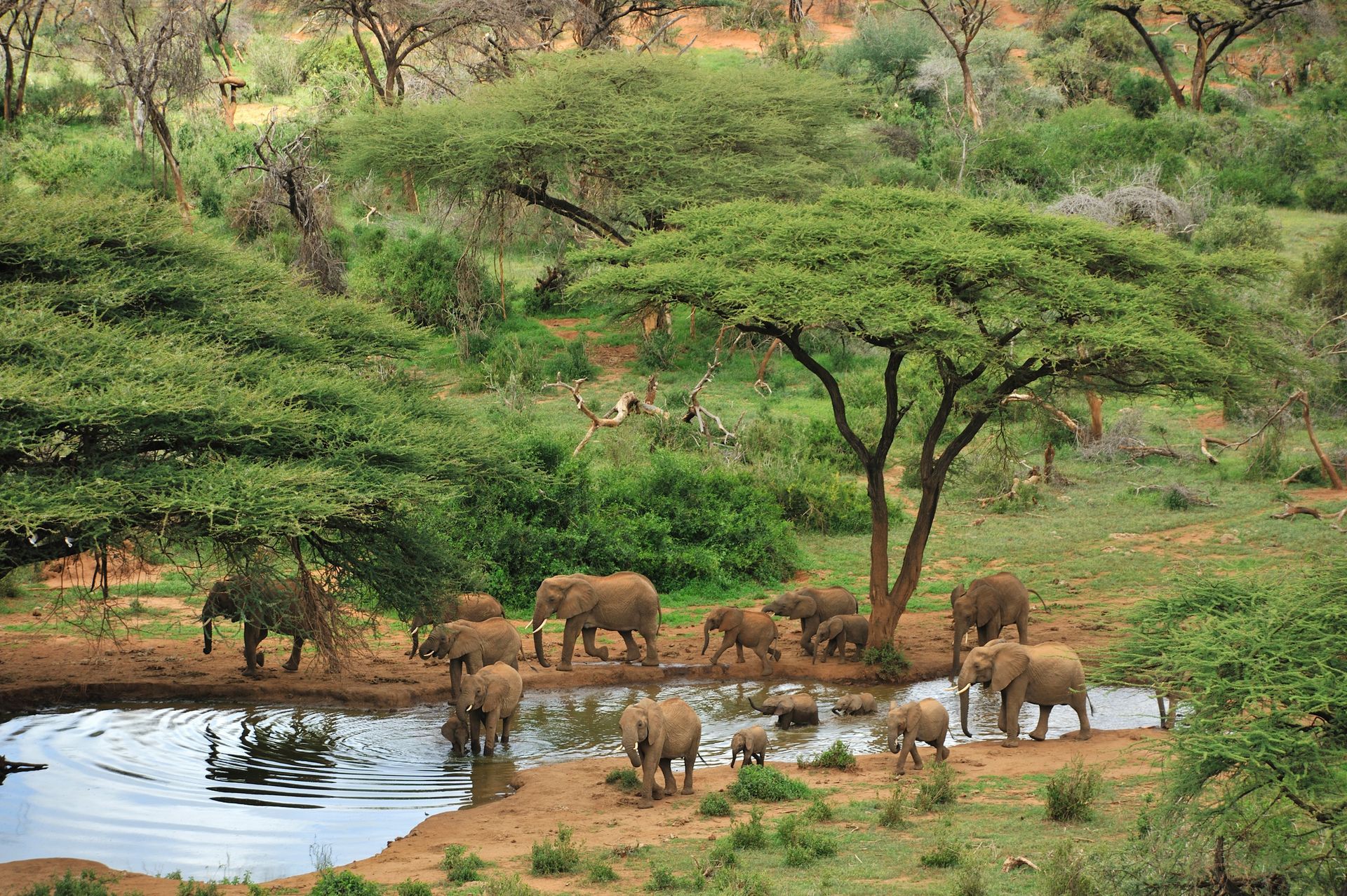 Elephants gather at a watering hole in a lush, green savanna landscape.