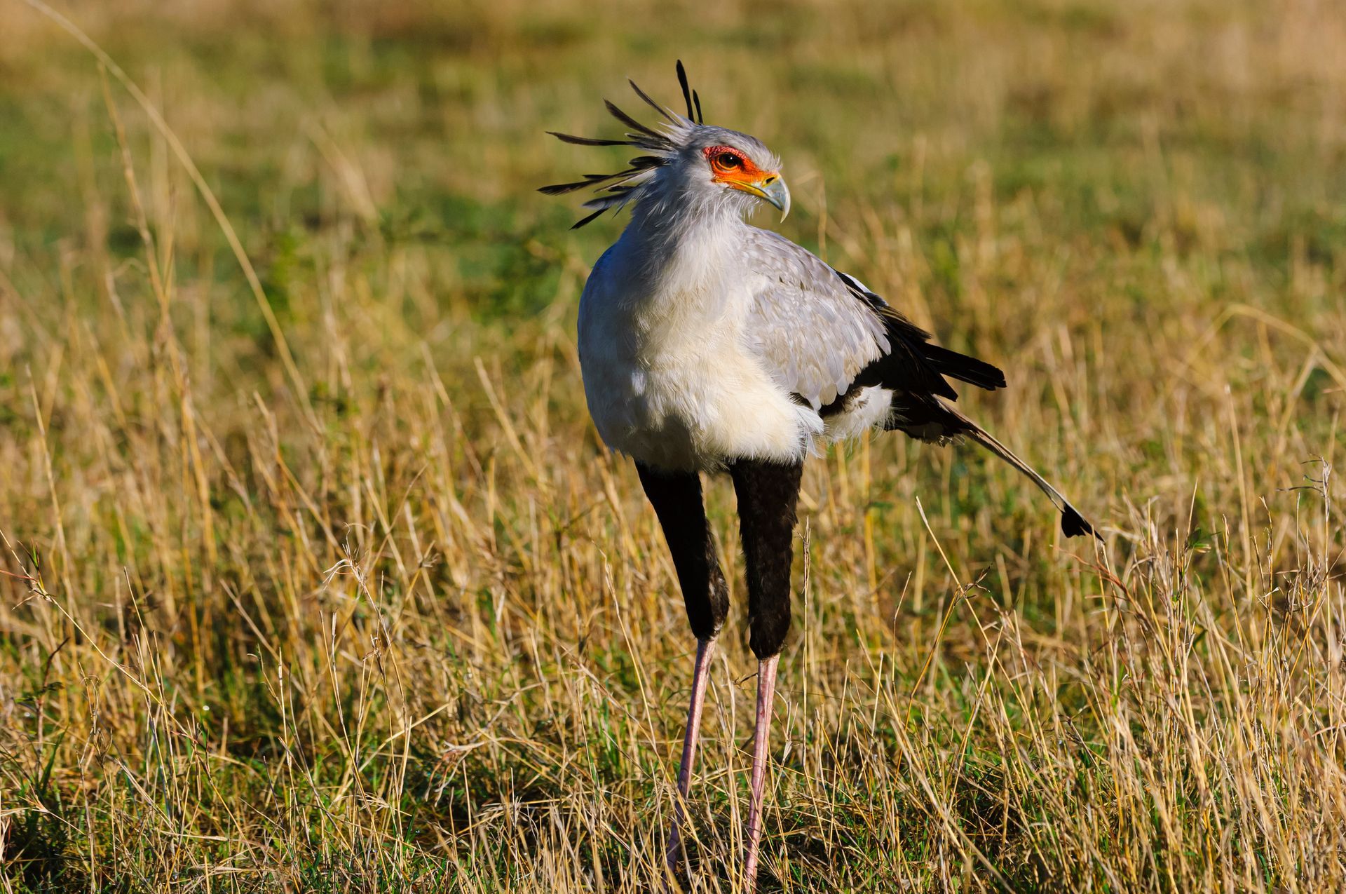 Secretary bird standing in grassland, gray feathers, orange face, black legs.