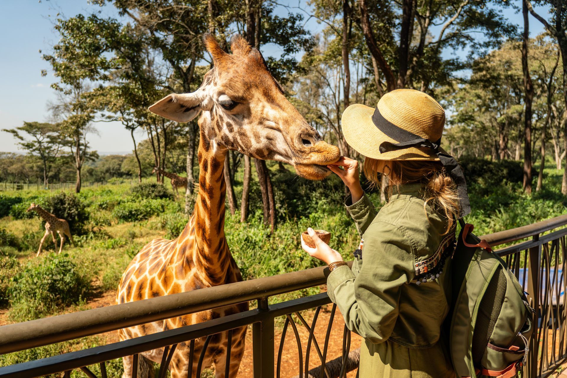 Woman in a hat feeding a giraffe at a wildlife sanctuary; green foliage and trees in the background.
