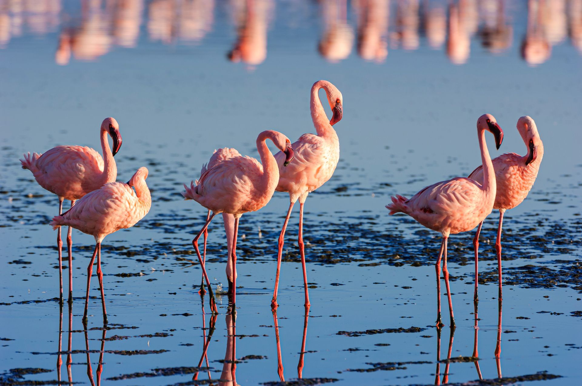 Pink flamingos standing in water, with reflections on the water's surface.