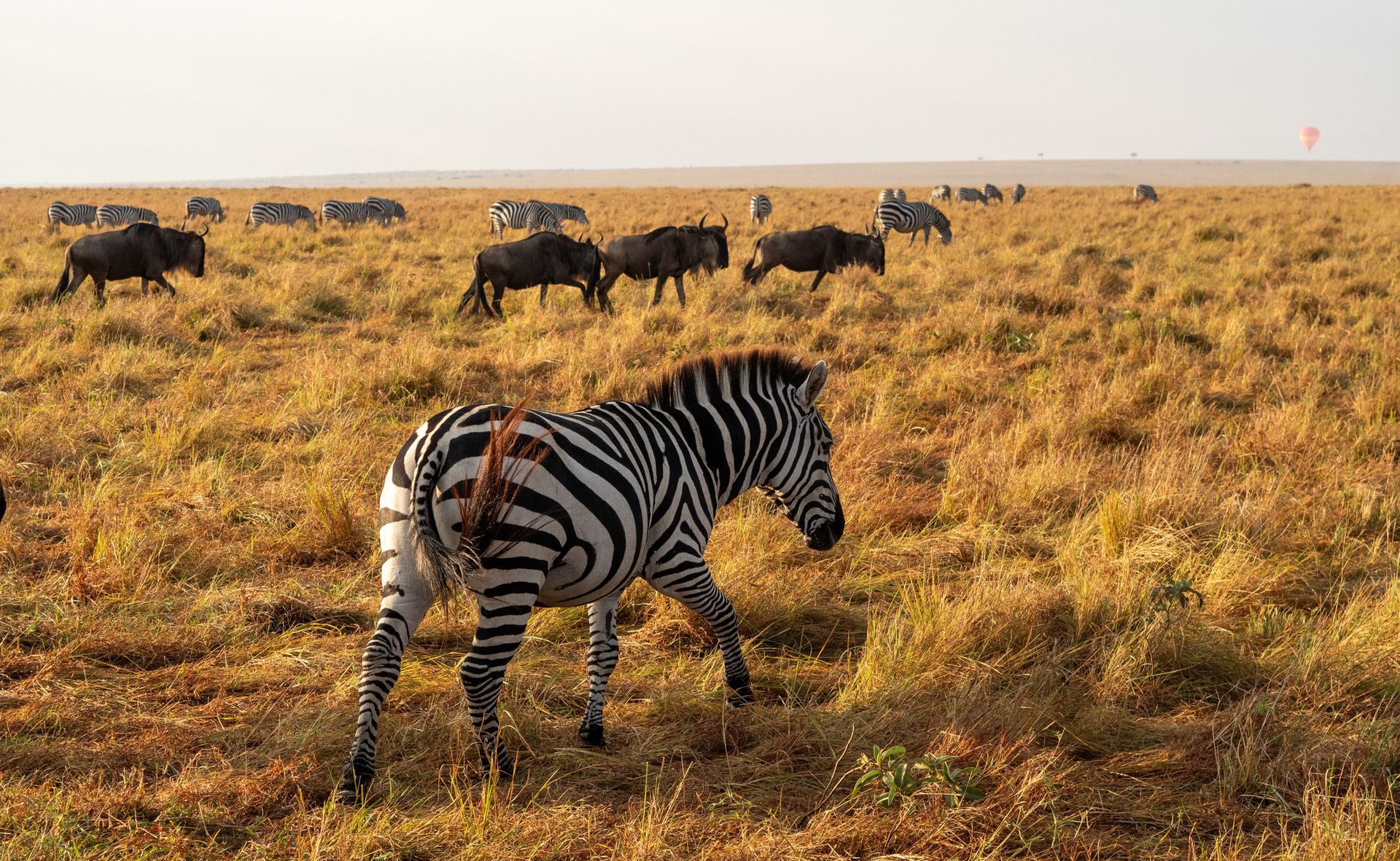 Zebra walking in grassy savanna with wildebeest in the background.