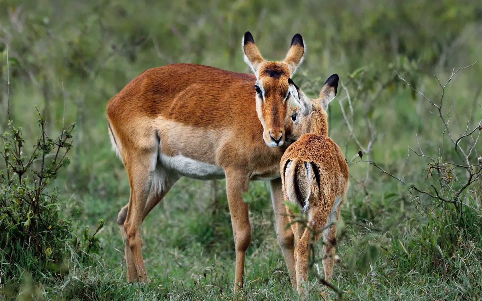 Mother gazelle and calf in tall grass, both with brown and tan coats.