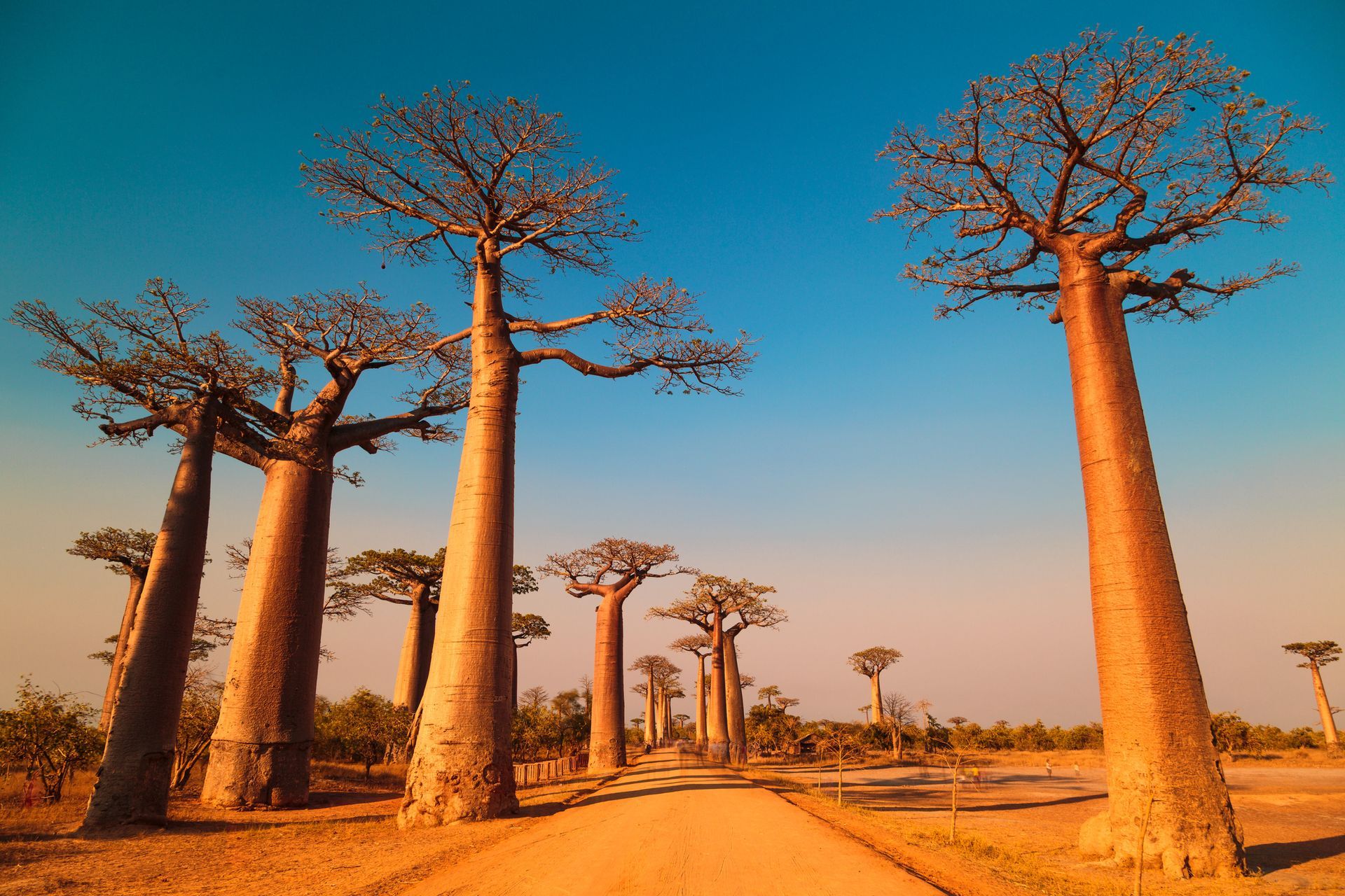 Avenue Of The Baobabs - Arlington, TX - Easy Tour Safari