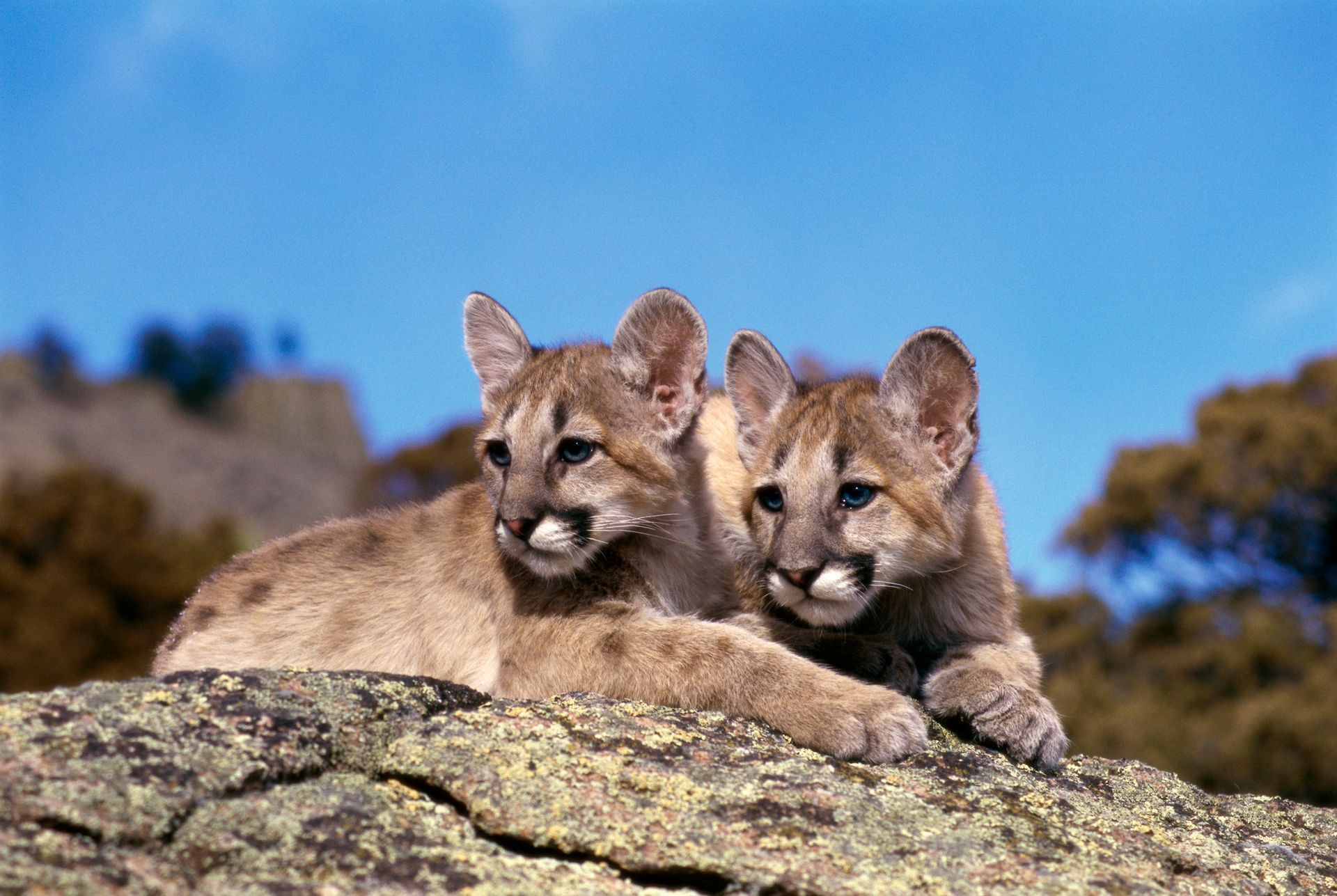 Two cougar cubs, tan fur, resting on a rock; blue sky and trees in background.
