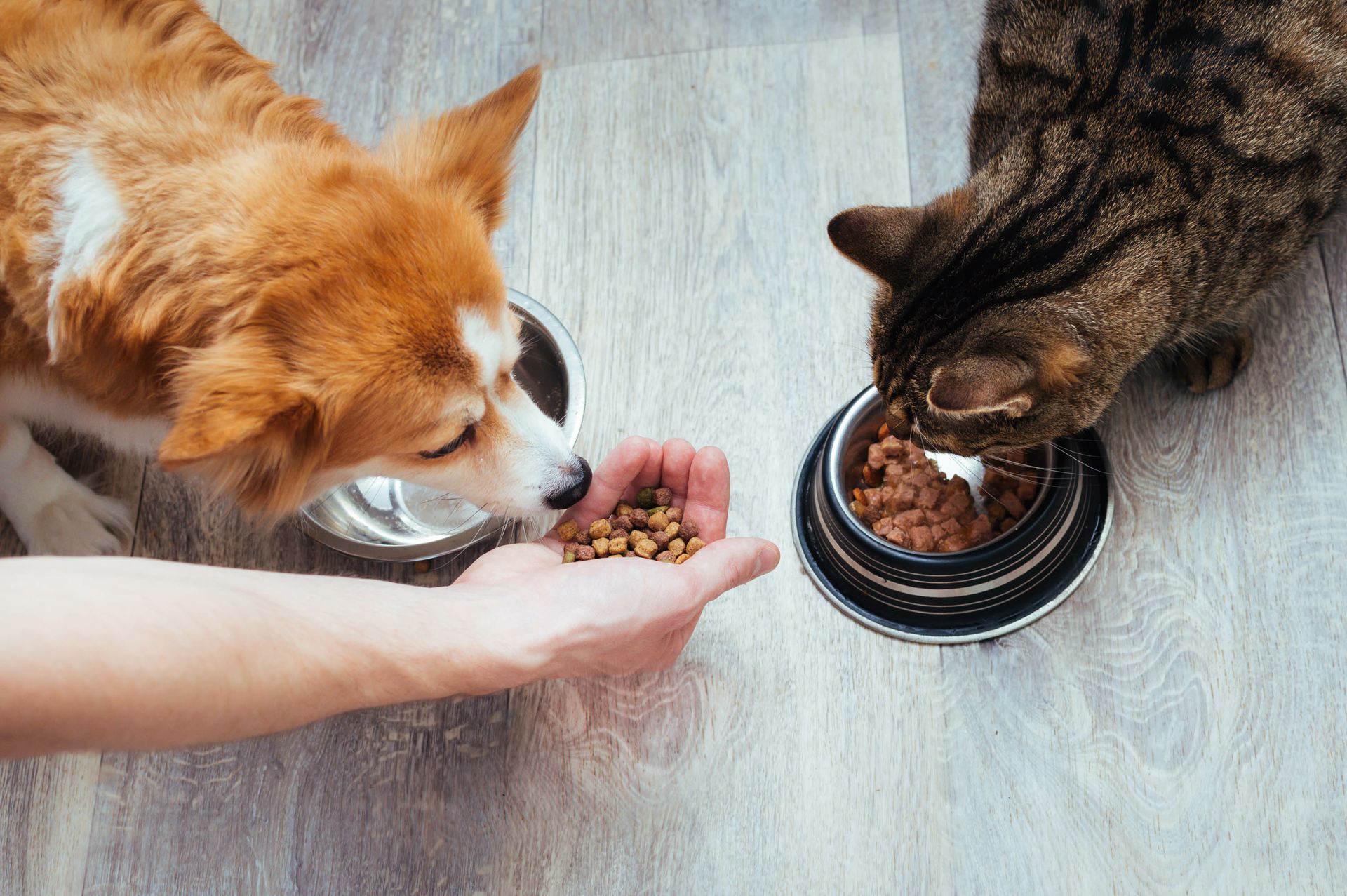 An owner pours pet food for a cat and dog in the kitchen.
