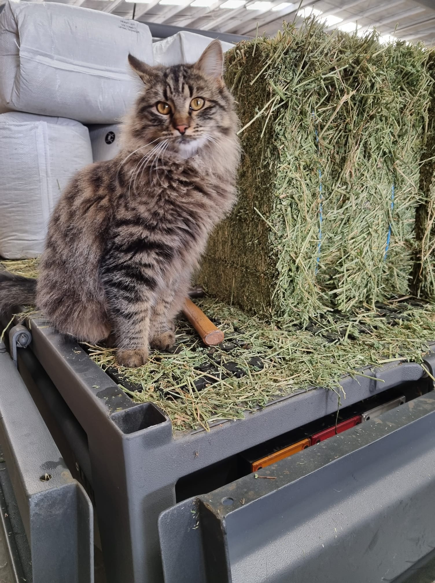 Cat with Hay — Geelong, VIC — Geelong Farm Supplies