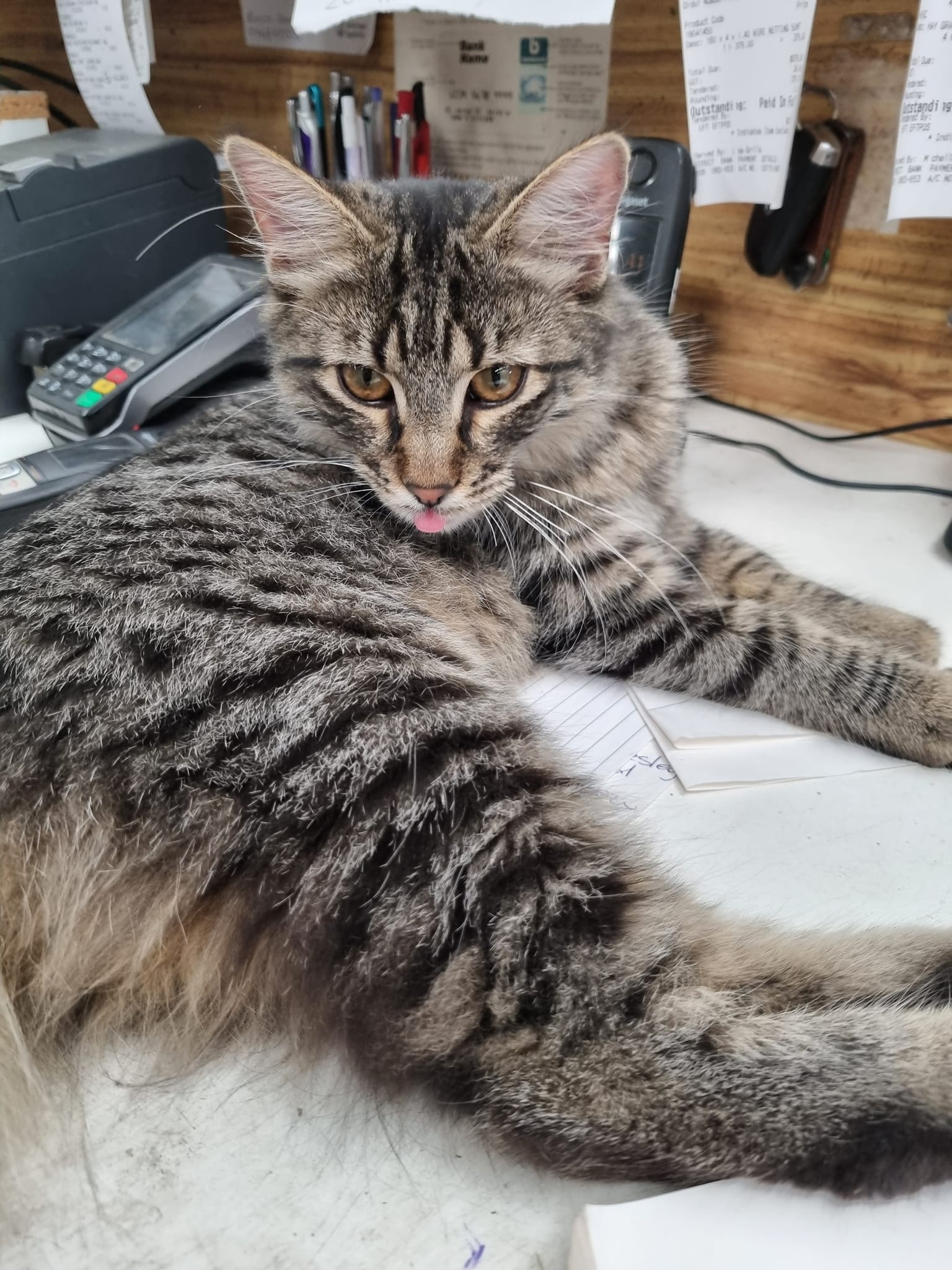 Cat on Desk — Geelong, VIC — Geelong Farm Supplies
