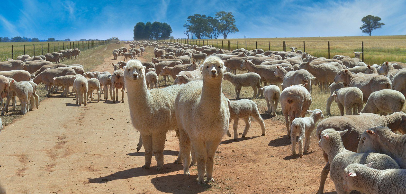 Alpaca and Merino Sheep — Geelong, VIC — Geelong Farm Supplies