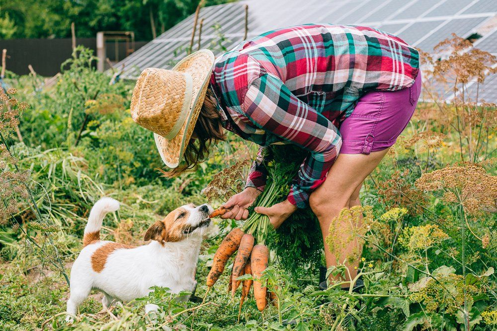 Harvesting Carrots — Geelong, VIC — Geelong Farm Supplies