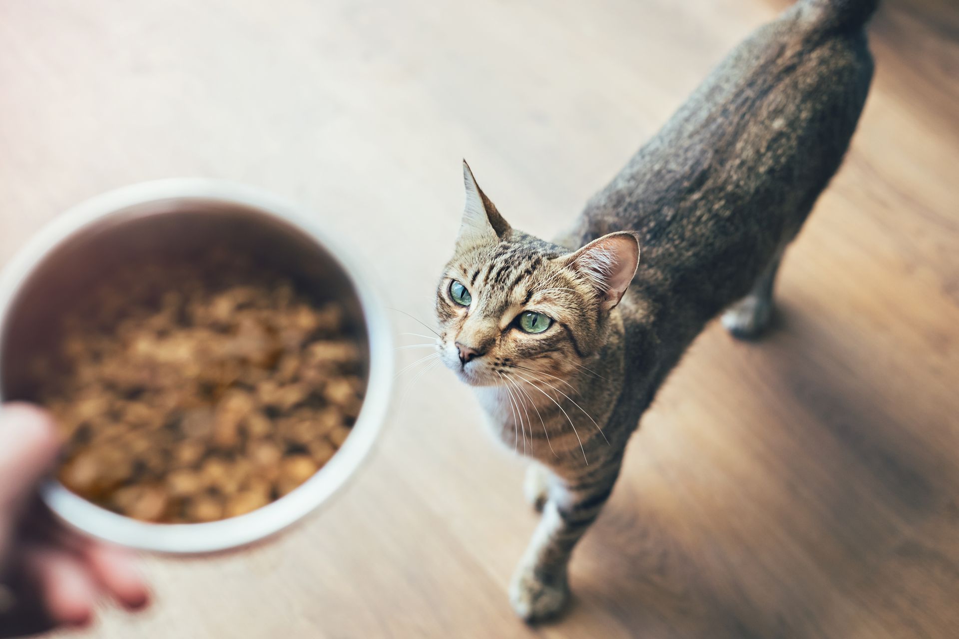 High-angle view of a tabby cat looking at a hand holding a bowl with cat food.