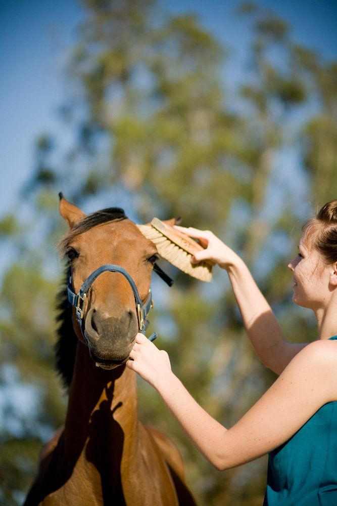 Woman Brushing Horse Head — Geelong, VIC — Geelong Farm Supplies