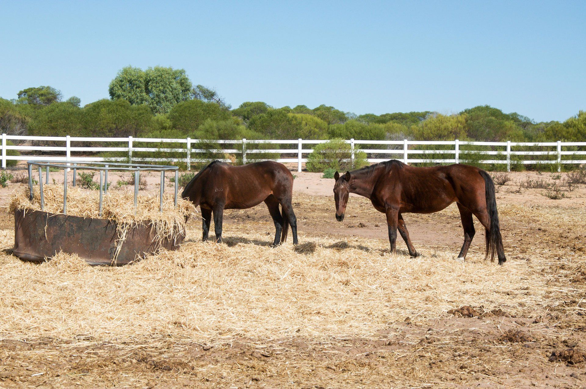 Two Brown Horses Eating Dry Grass — Geelong, VIC — Geelong Farm Supplies