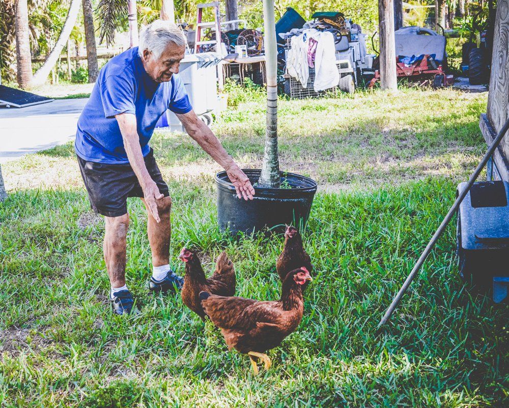 Old Man with Three Chickens — Geelong, VIC — Geelong Farm Supplies