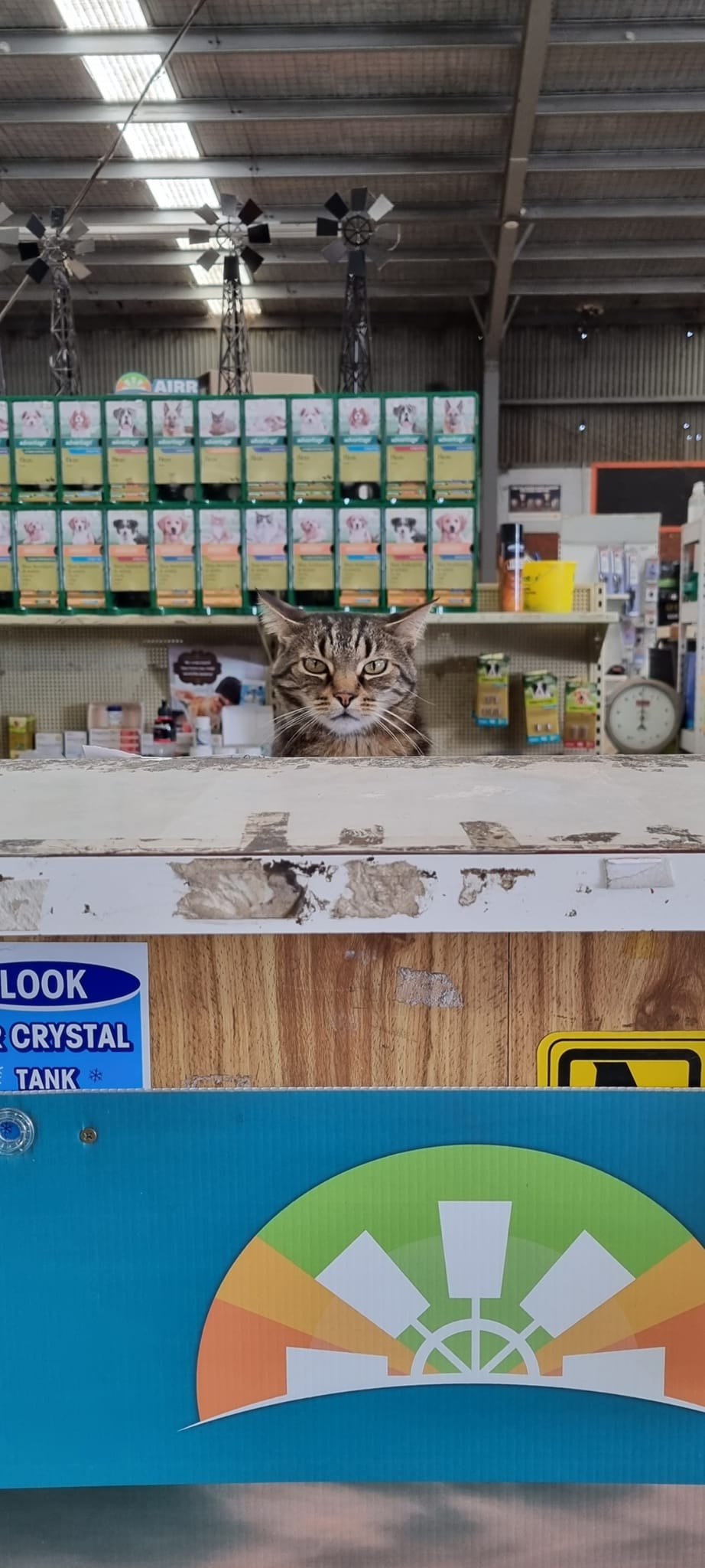 Cat on Counter — Geelong, VIC — Geelong Farm Supplies