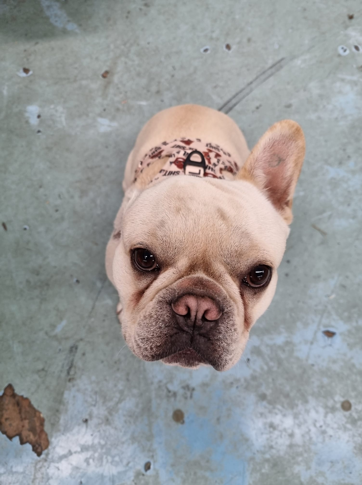 Solo the Dog — Geelong, VIC — Geelong Farm Supplies
