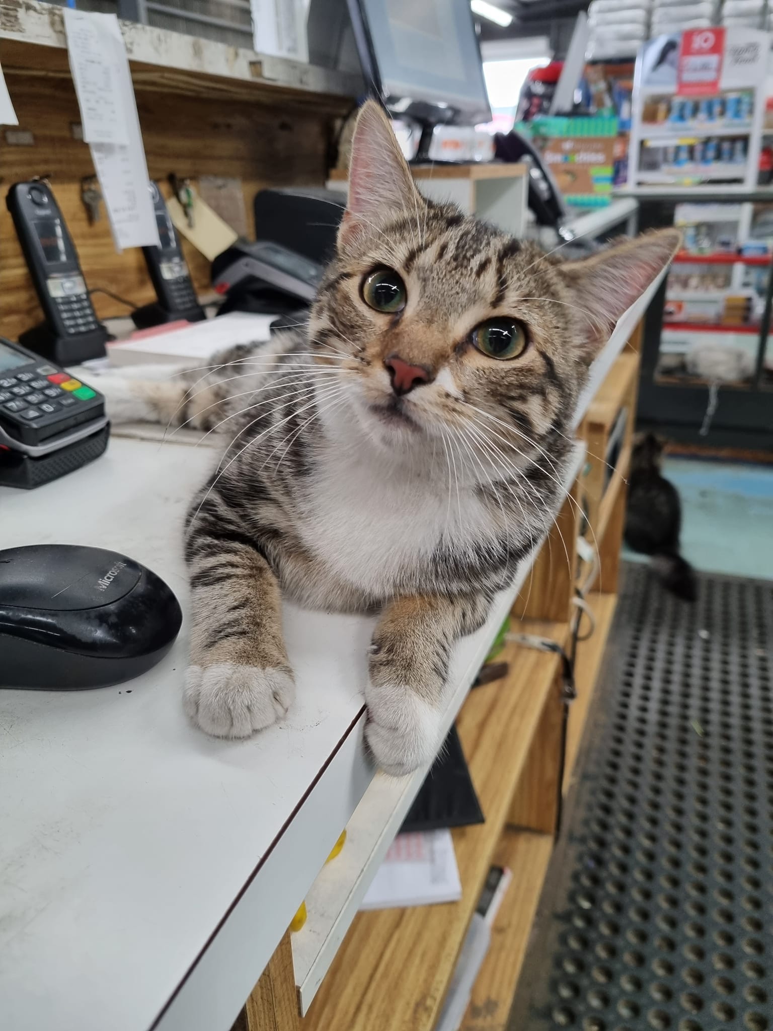 Curious Cat — Geelong, VIC — Geelong Farm Supplies