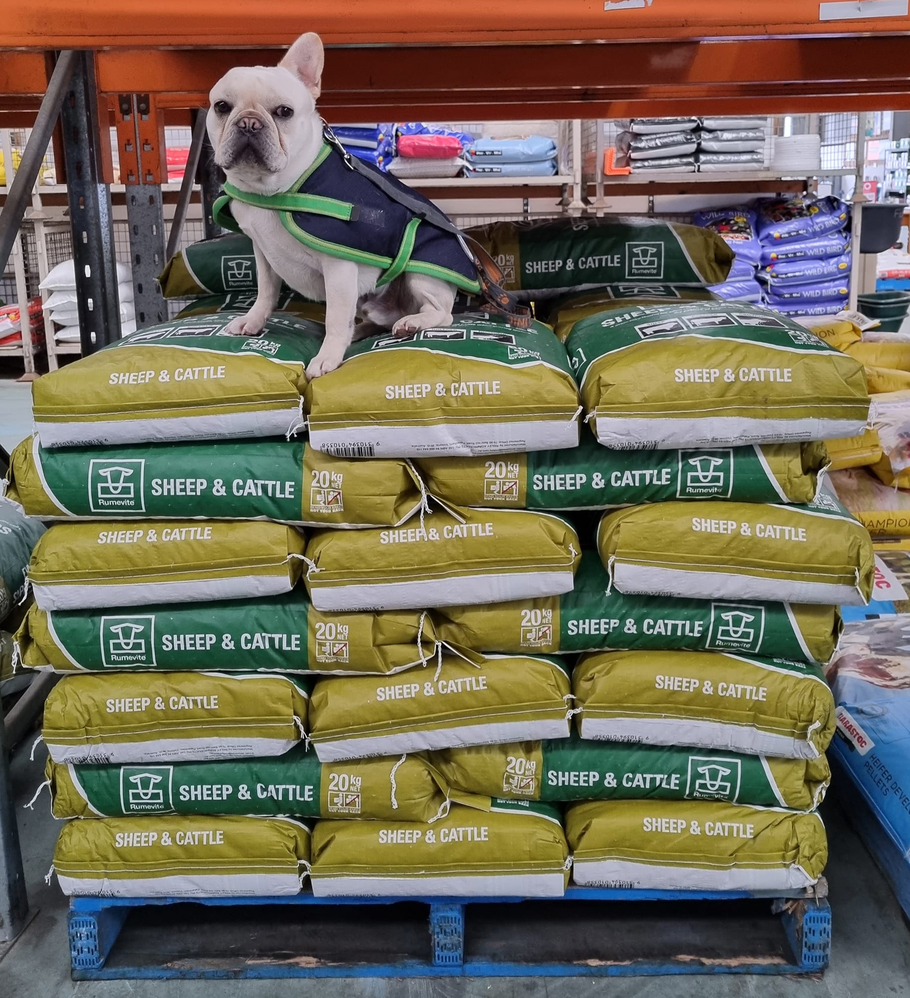 Sheep and Cattle Product — Geelong, VIC — Geelong Farm Supplies