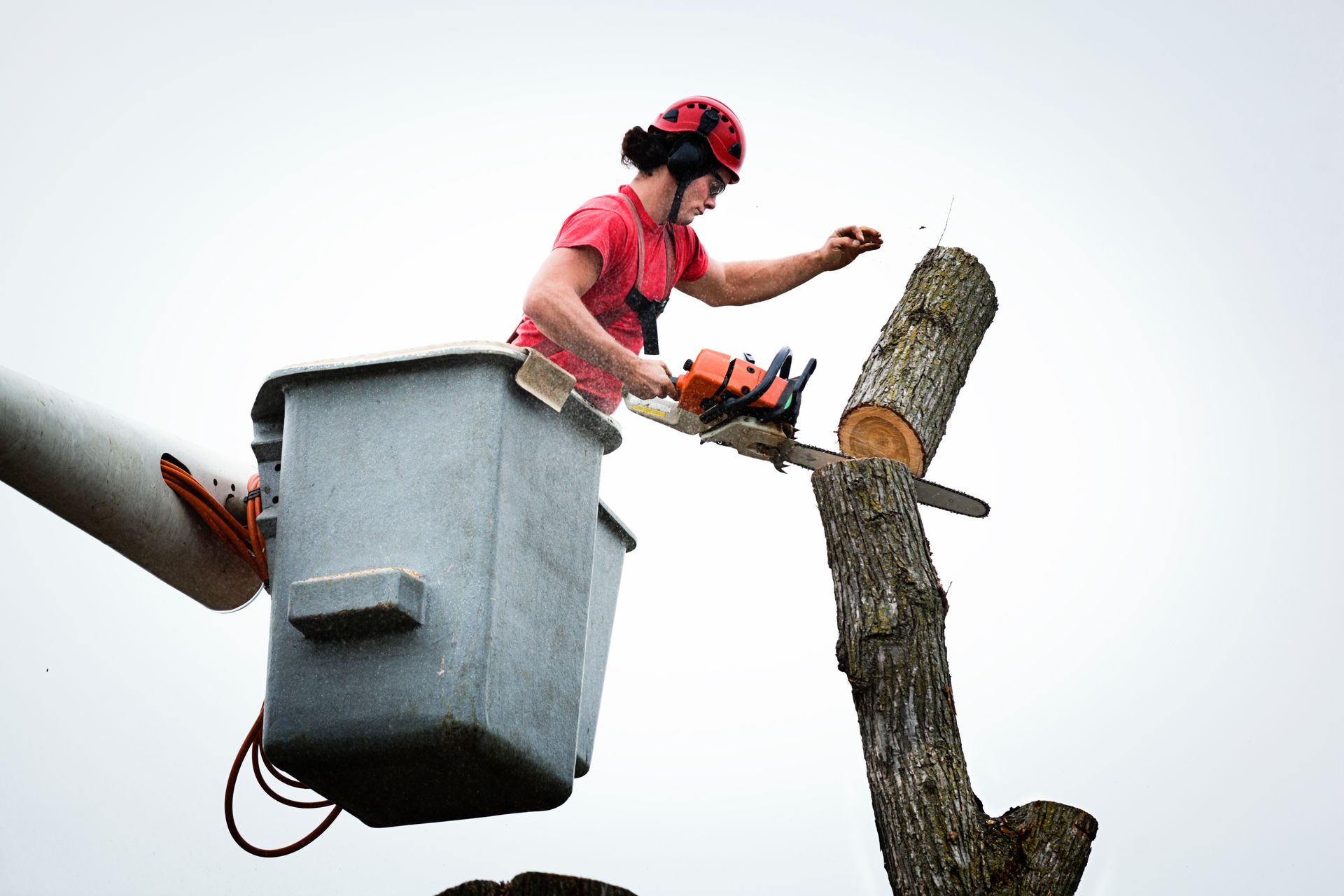 A worker in safety gear performs tree removal, cutting high branches with a chainsaw from a lift.