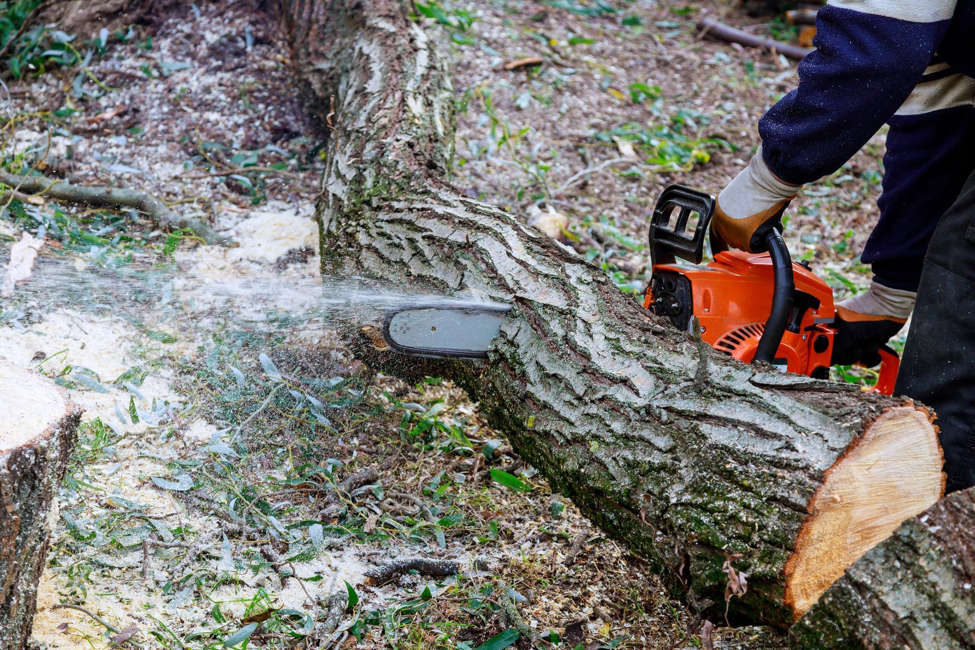 Chainsaw cutting through a fallen tree trunk on forest ground with scattered leaves.
