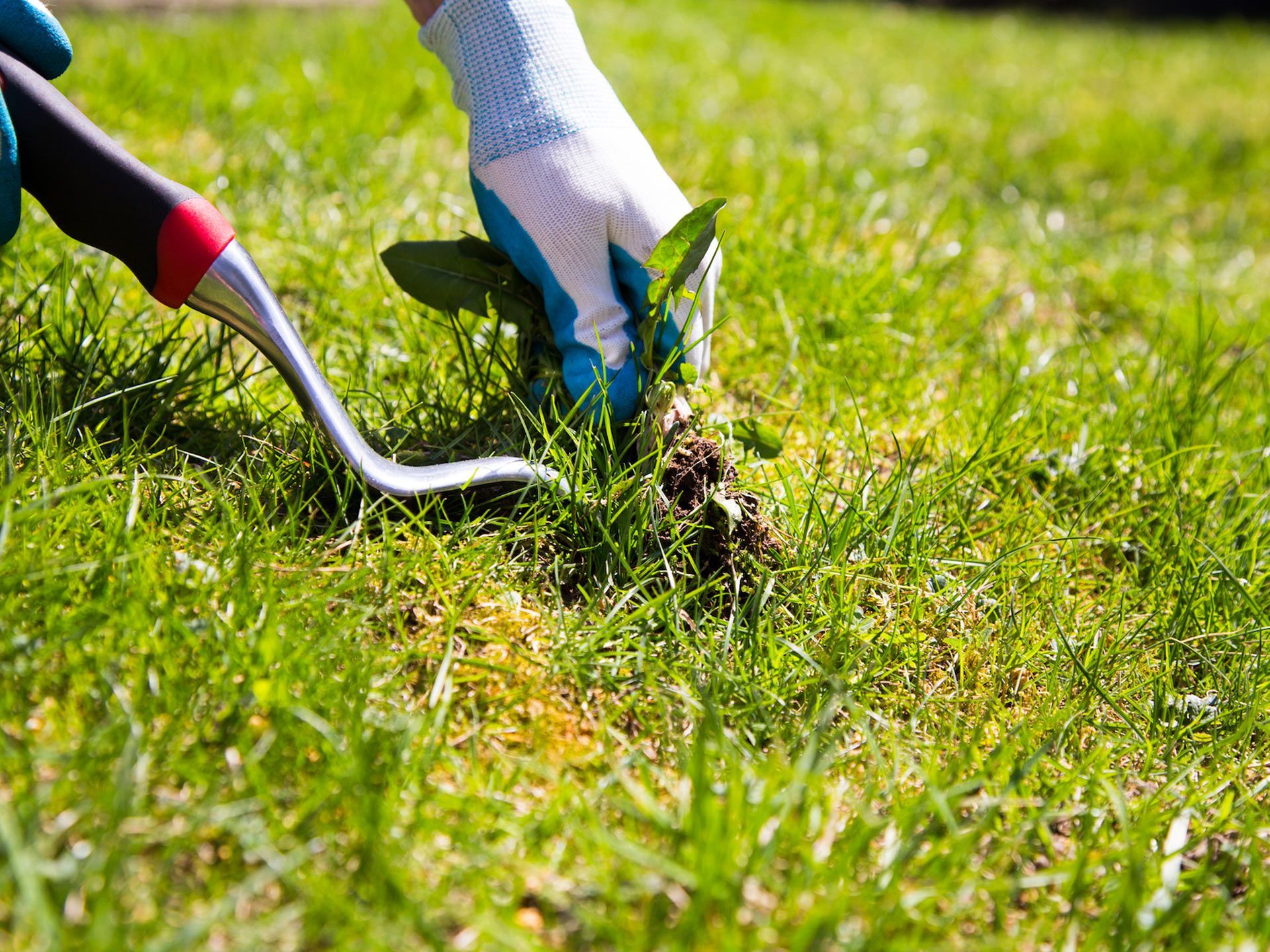 Person wearing gloves pulling a weed from green grass with a weeding tool.