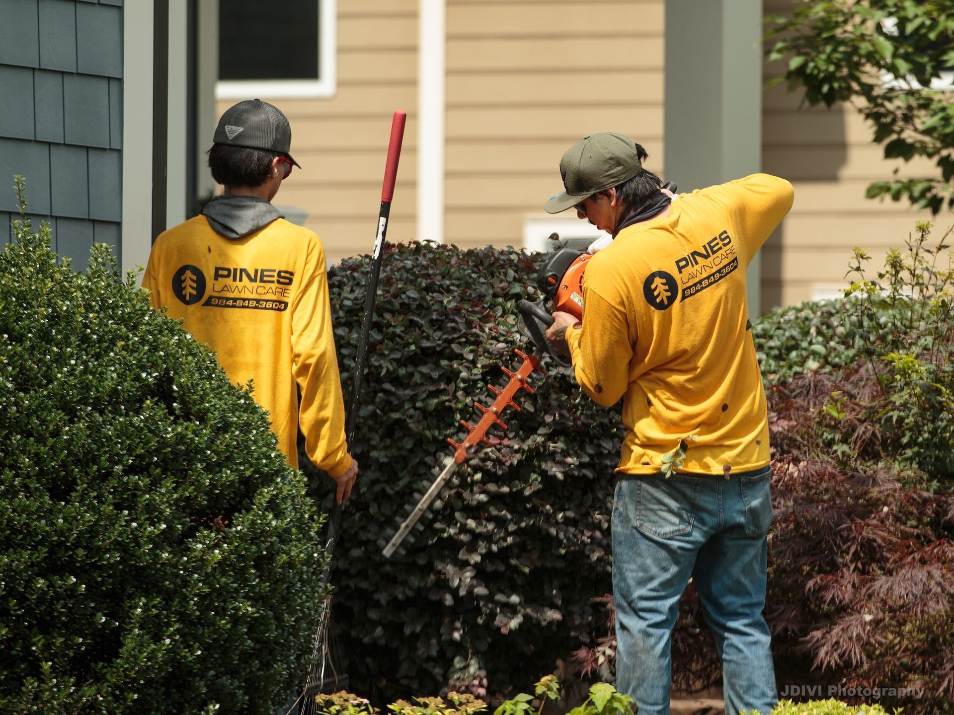 Two people in yellow shirts trimming a dark bush with power shears in front of a house.