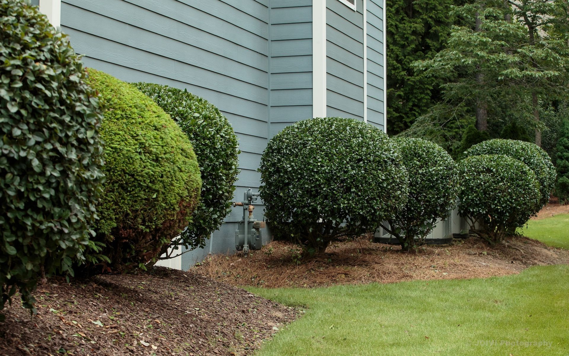 Green, rounded bushes lined up along the side of a blue-sided house with brown mulch and green grass.